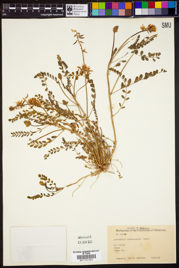 Astragalus crassicarpus var. crassicarpus image
