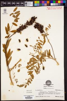 Astragalus canadensis image