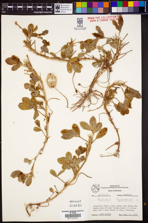 Arachis hypogaea image