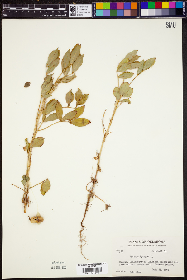 Arachis hypogaea image