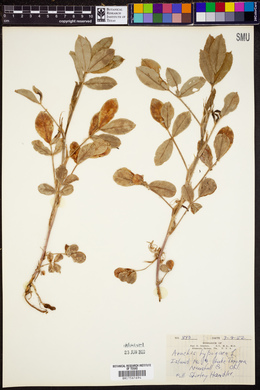 Arachis hypogaea image