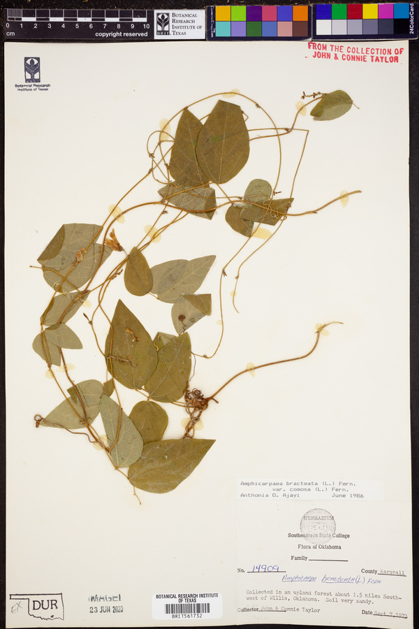 Amphicarpaea bracteata var. comosa image
