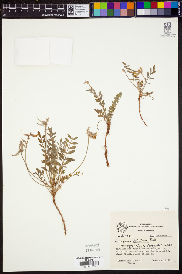 Astragalus lotiflorus image