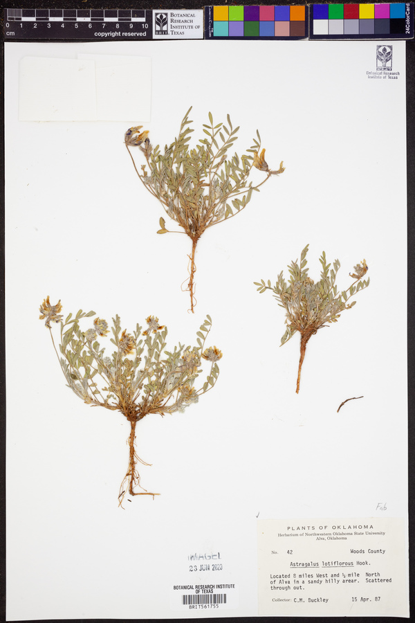 Astragalus lotiflorus image