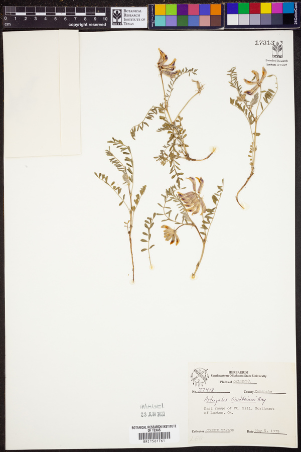 Astragalus lindheimeri image