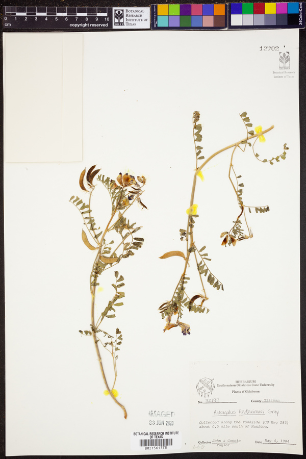 Astragalus lindheimeri image