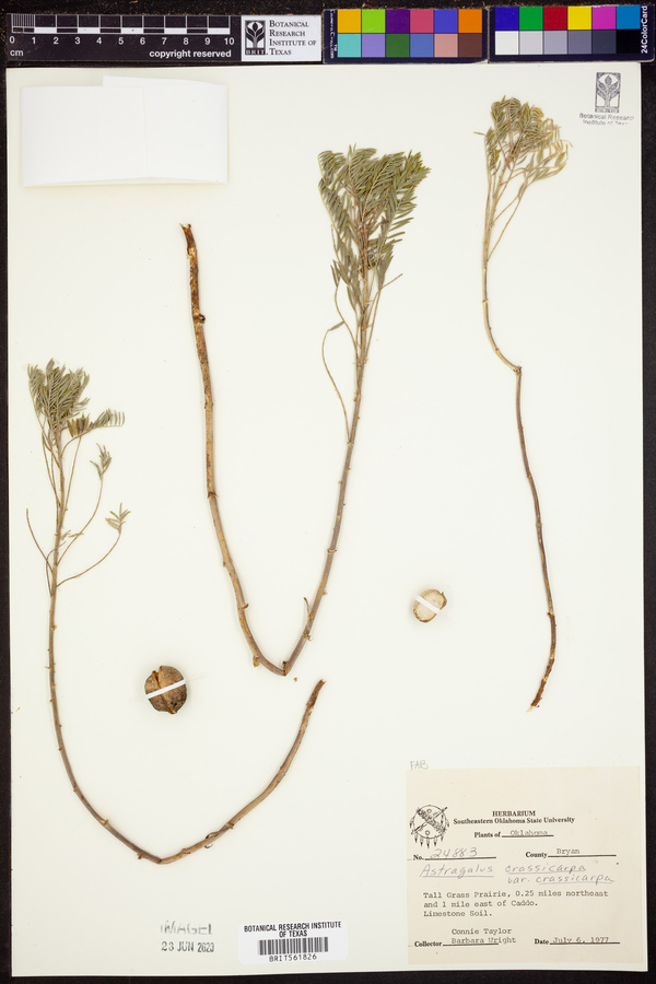 Astragalus crassicarpus var. crassicarpus image