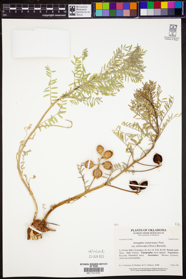 Astragalus crassicarpus var. trichocalyx image