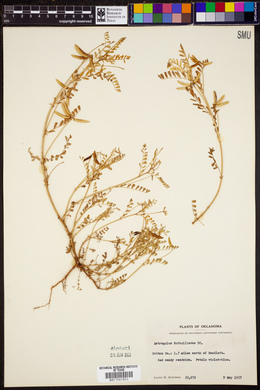 Astragalus nuttallianus image