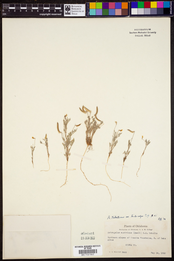 Astragalus nuttallianus var. trichocarpus image