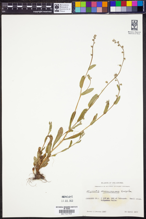 Myosotis macrosperma image