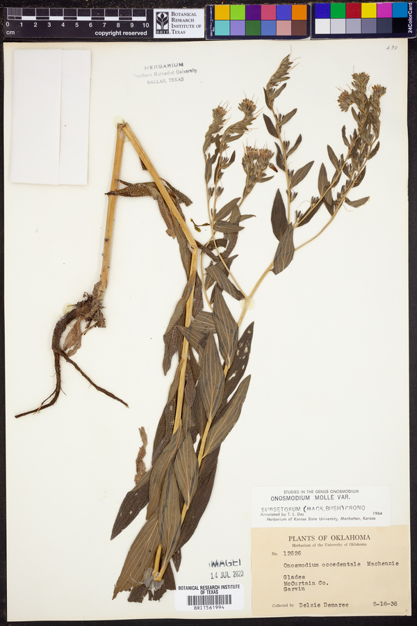 Onosmodium molle var. subsetosum image