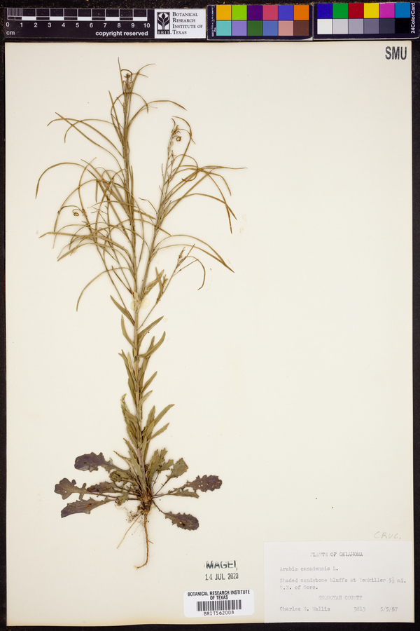 Arabis canadensis image