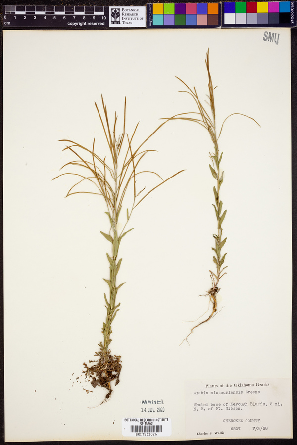 Arabis missouriensis image