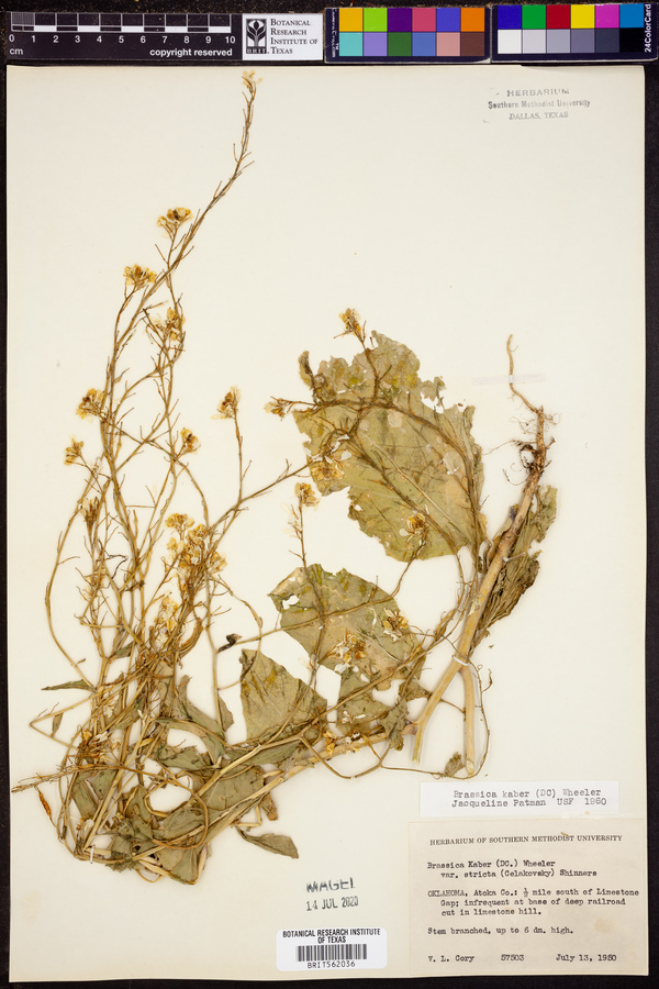 Sinapis arvensis image