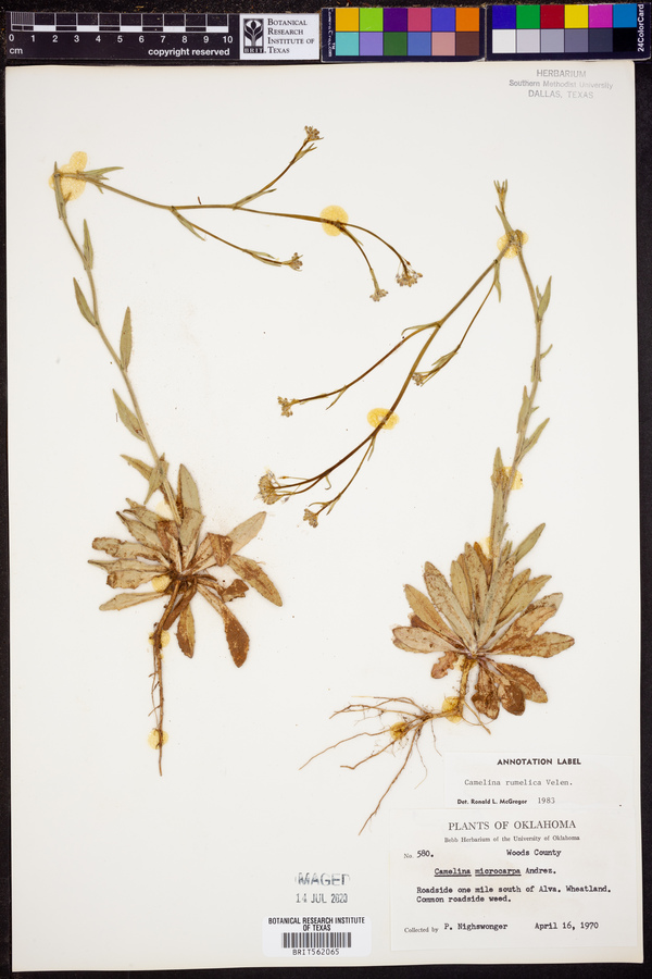 Camelina rumelica image