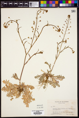 Capsella bursa-pastoris var. bursa-pastoris image