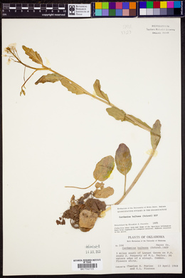 Cardamine bulbosa image