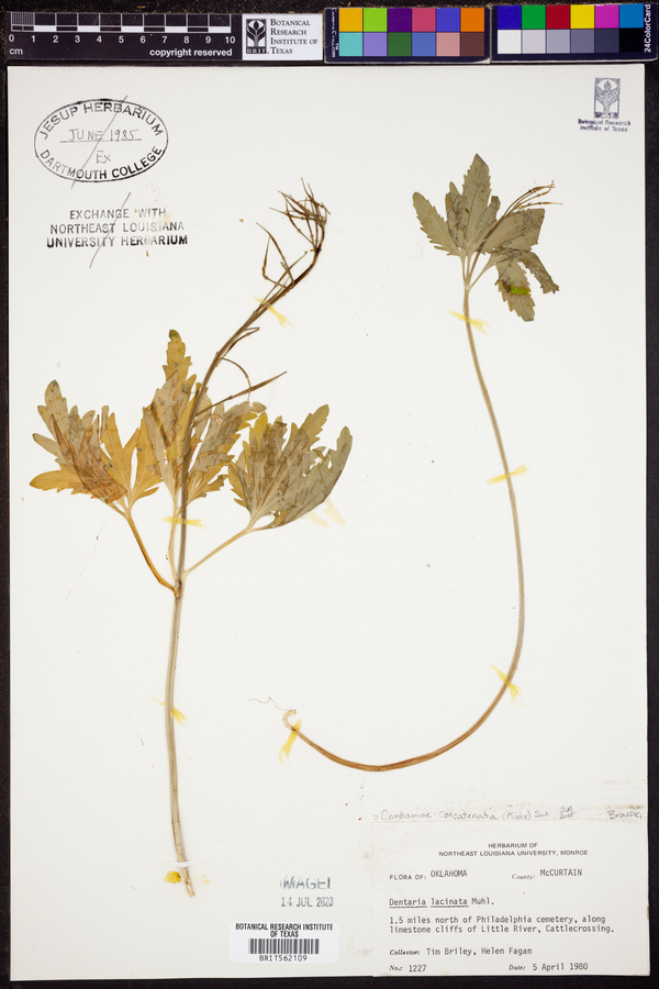 Cardamine concatenata image