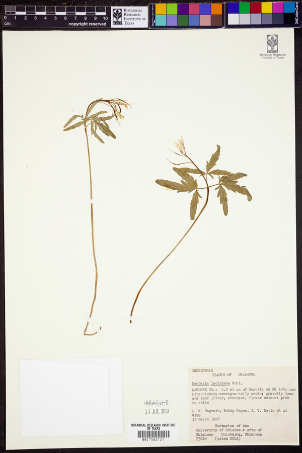 Cardamine concatenata image