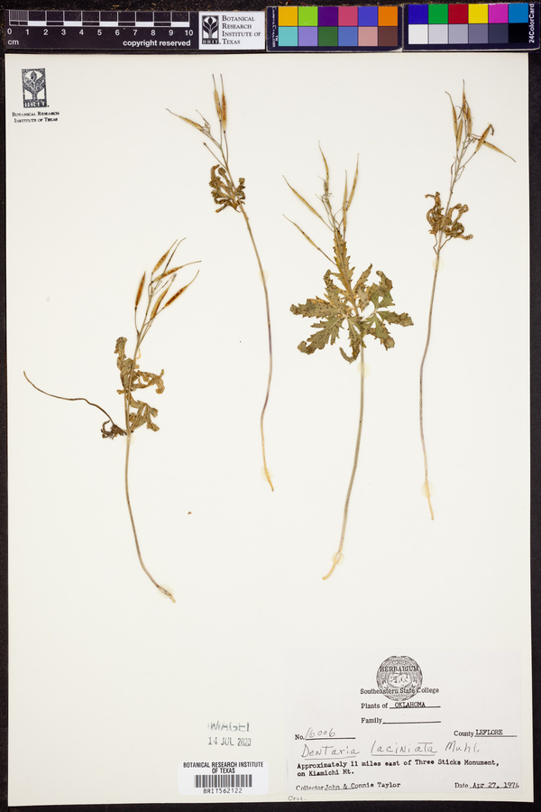 Cardamine concatenata image