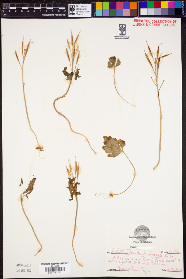 Cardamine concatenata image