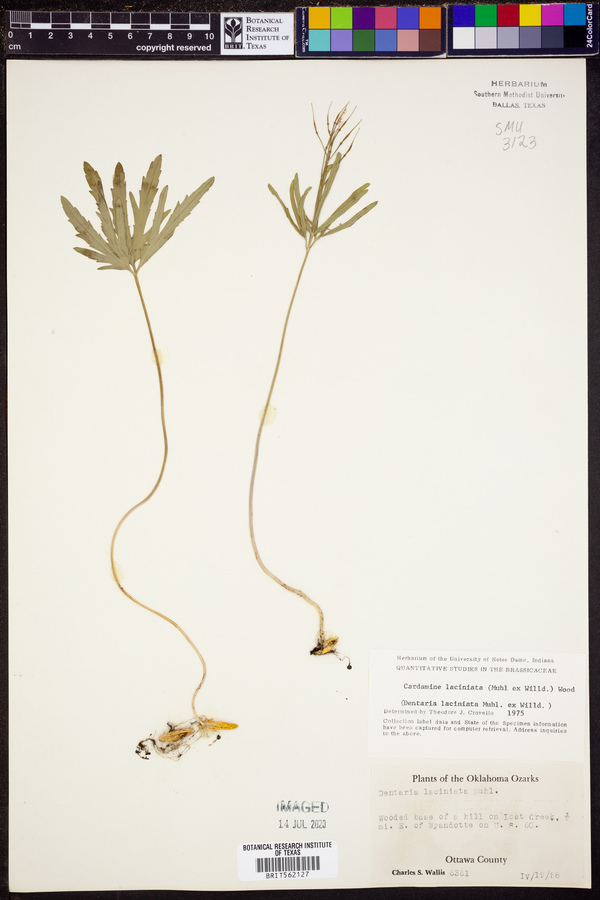 Cardamine concatenata image