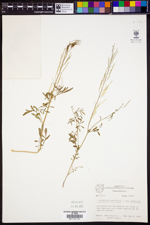 Cardamine parviflora var. arenicola image