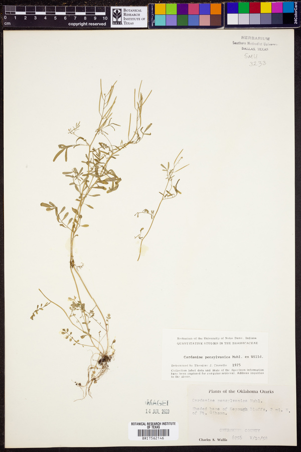 Cardamine pensylvanica image