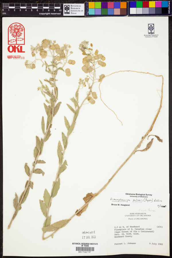 Dimorphocarpa candicans image
