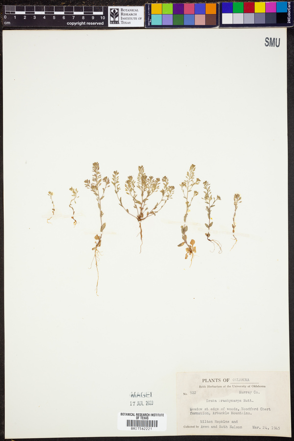 Draba brachycarpa image