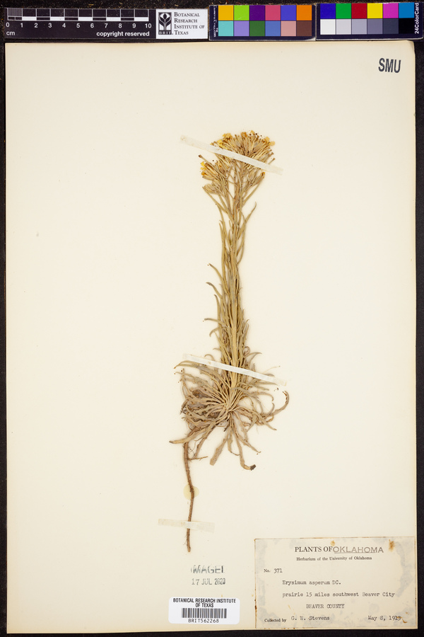 Erysimum asperum image