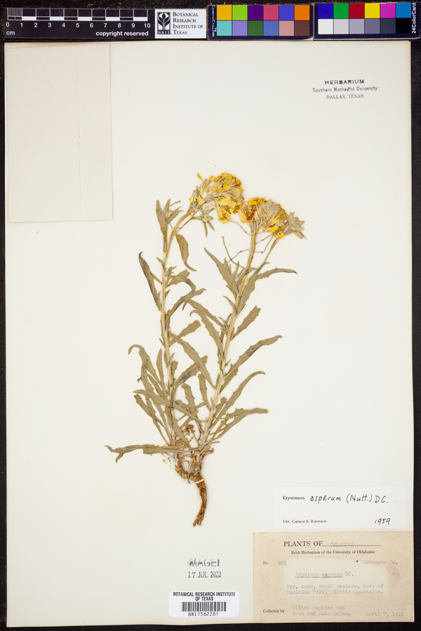 Erysimum asperum image