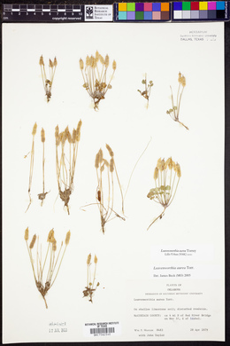 Leavenworthia aurea image