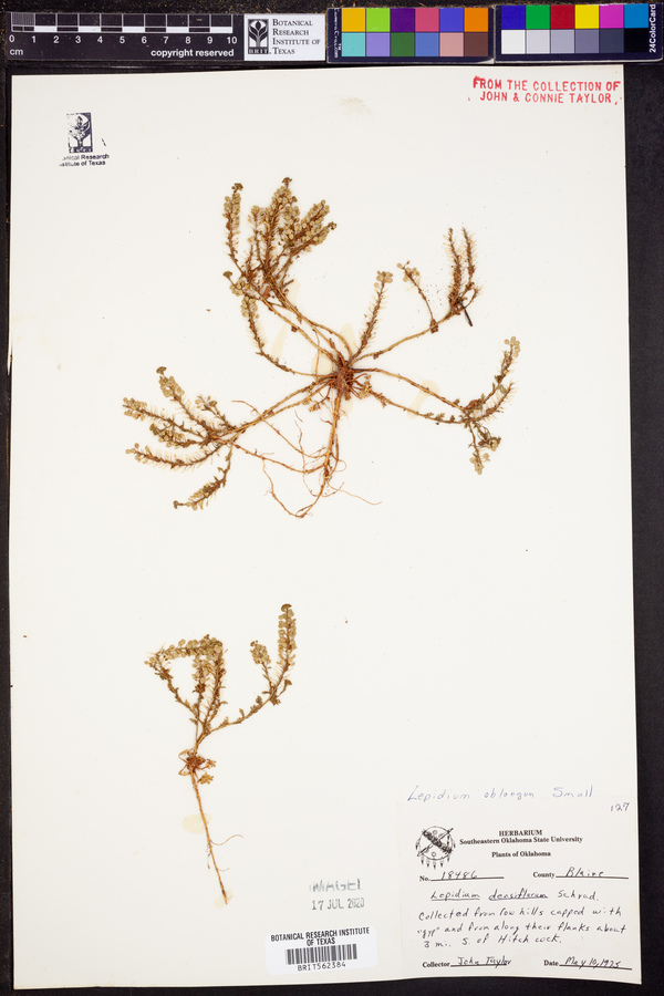 Lepidium oblongum image