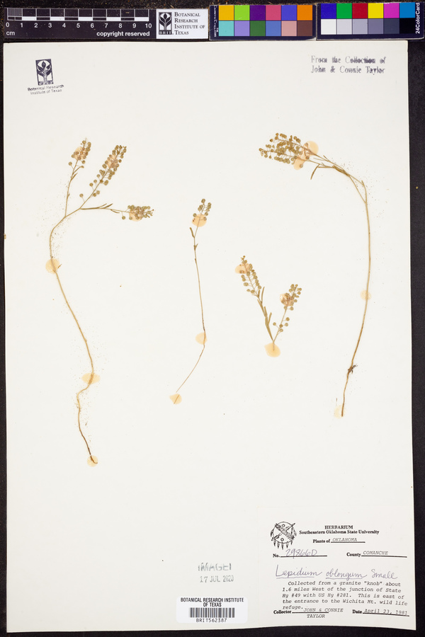 Lepidium oblongum image