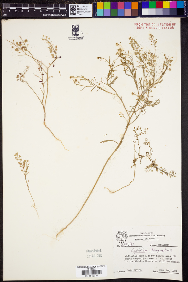 Lepidium oblongum image