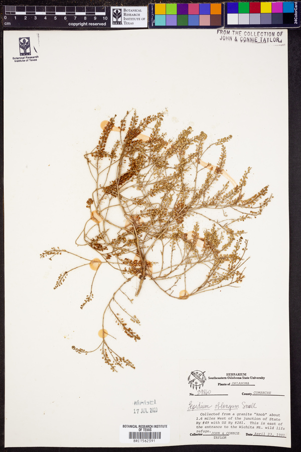 Lepidium oblongum image