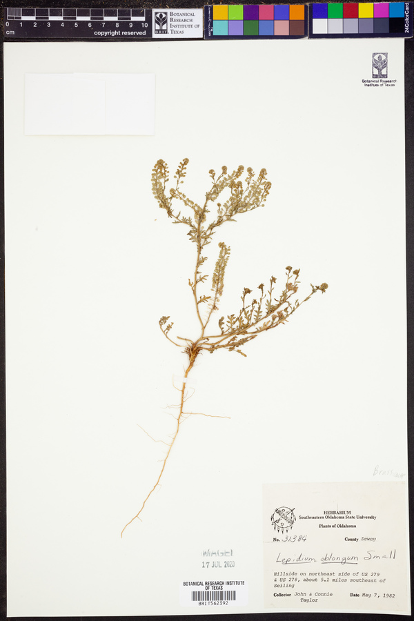 Lepidium oblongum image