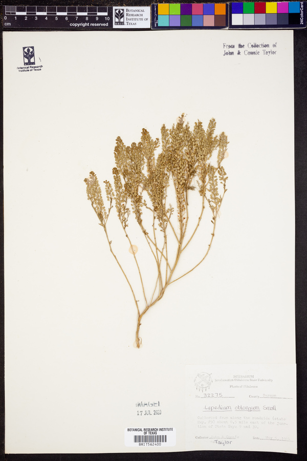 Lepidium oblongum image