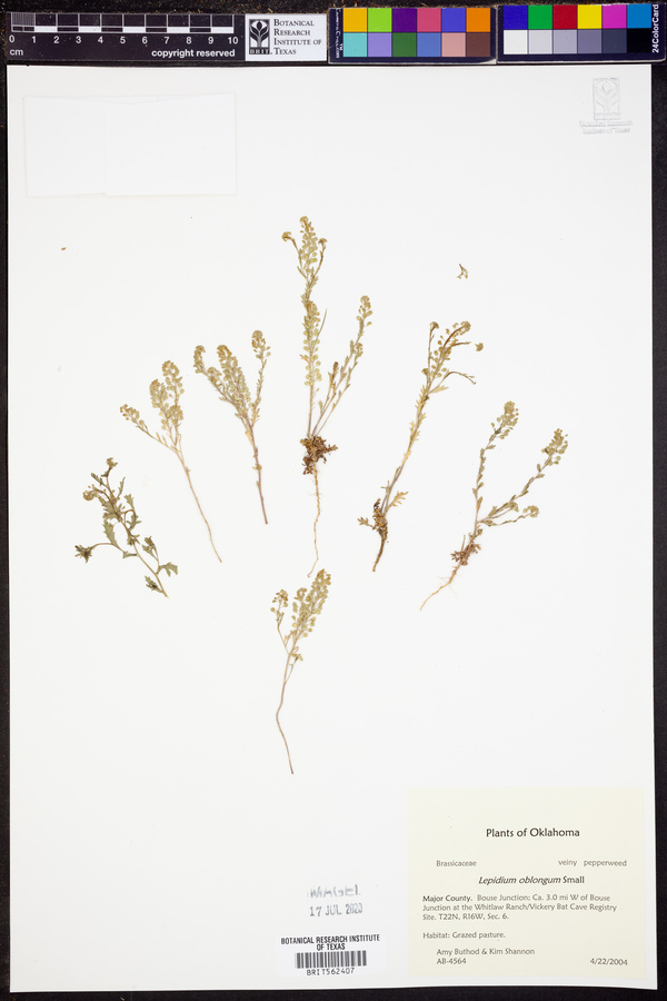 Lepidium oblongum image