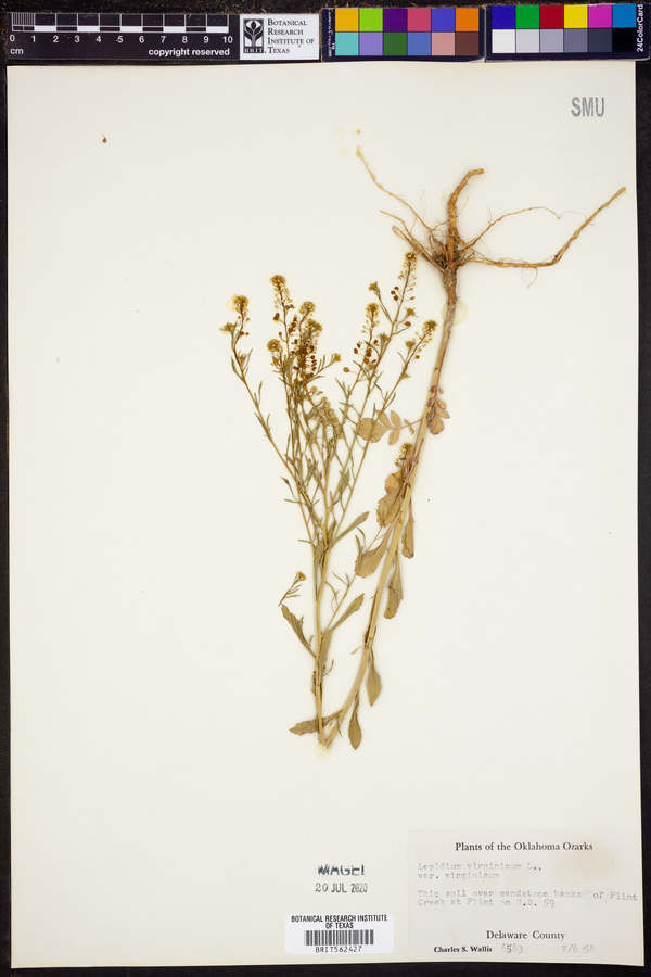 Lepidium virginicum var. virginicum image