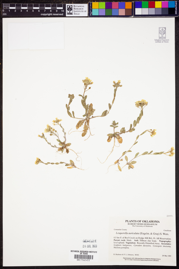 Lesquerella auriculata image