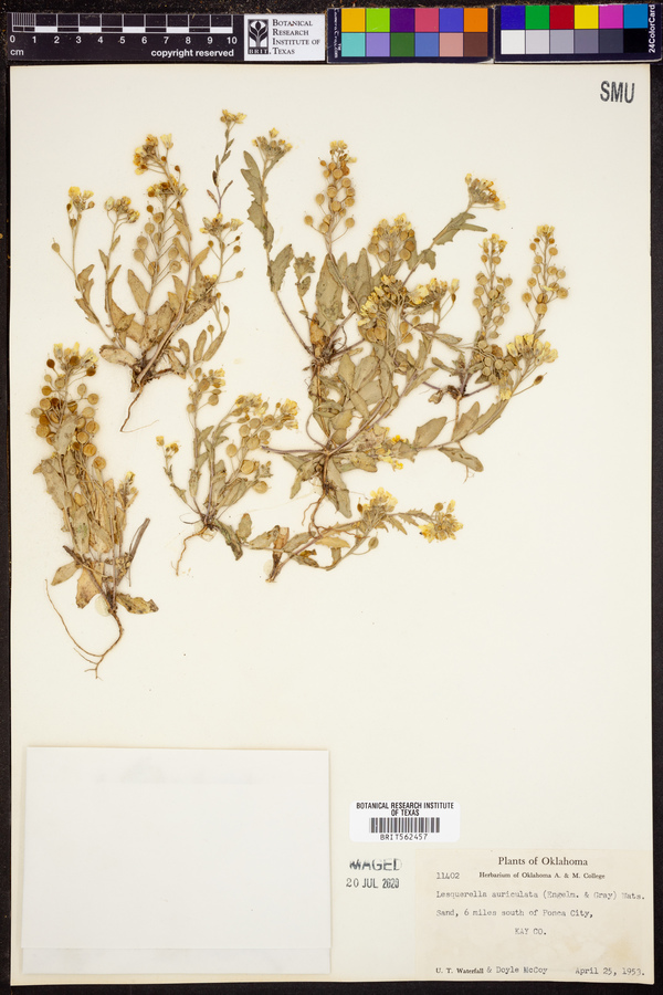 Lesquerella auriculata image