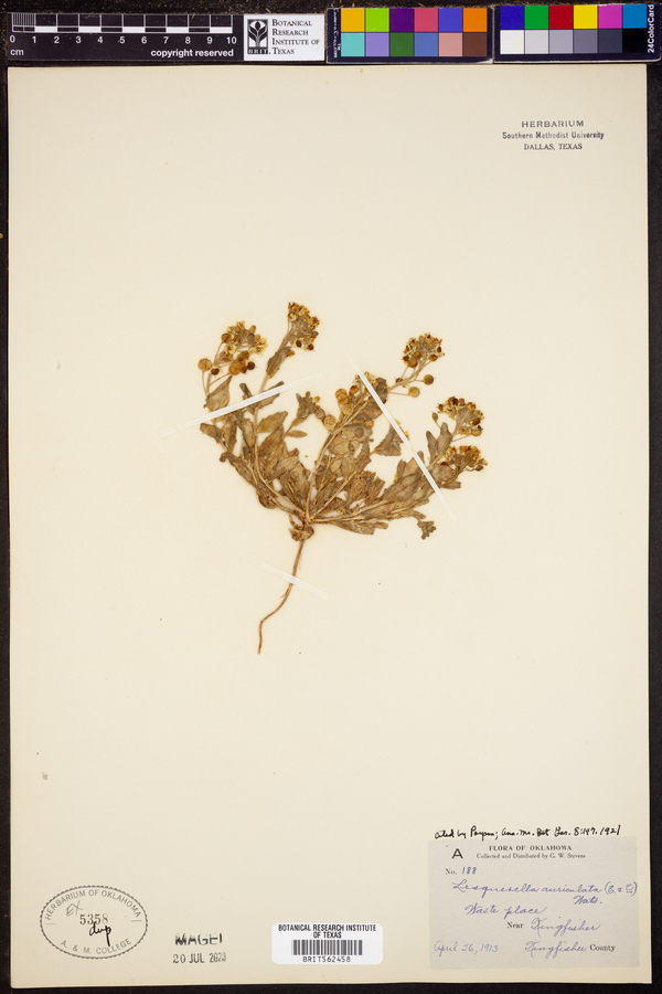 Lesquerella auriculata image