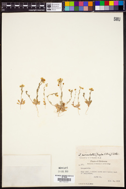 Lesquerella auriculata image
