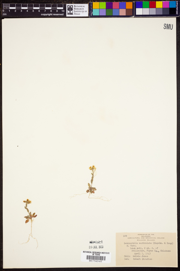 Paysonia auriculata image