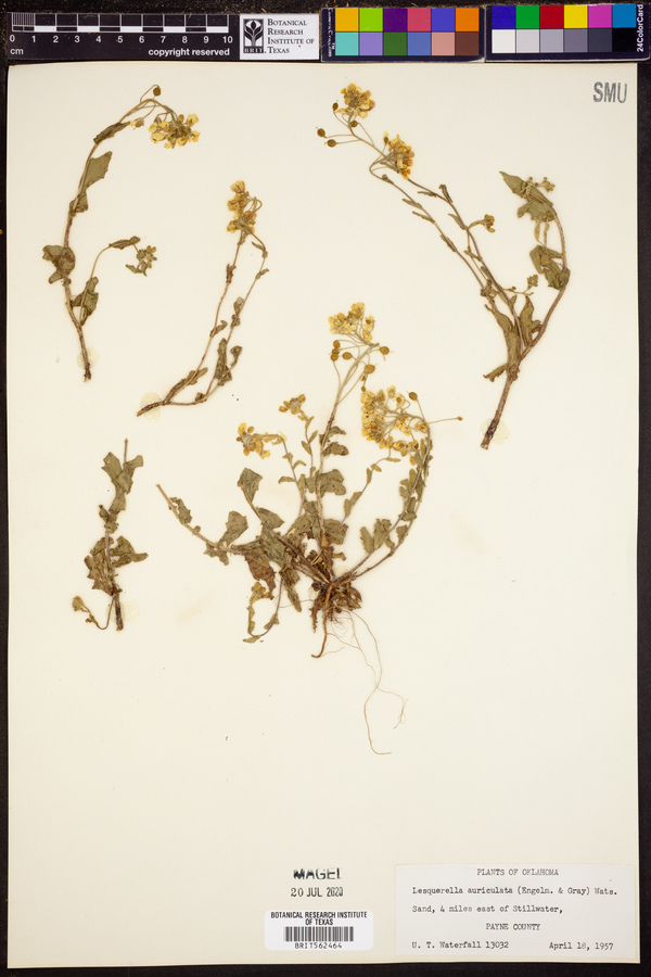 Lesquerella auriculata image
