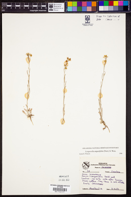 Physaria angustifolia image