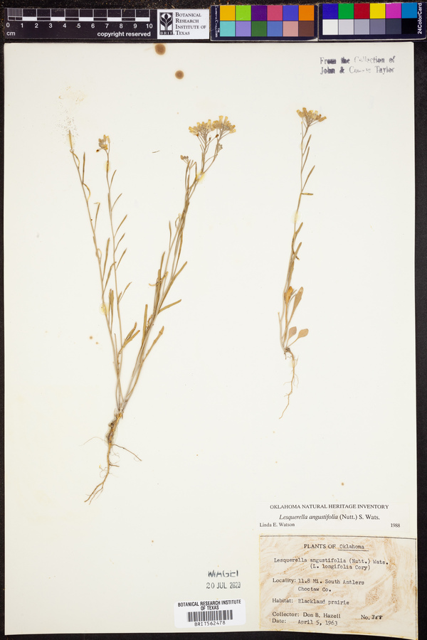 Lesquerella angustifolia image